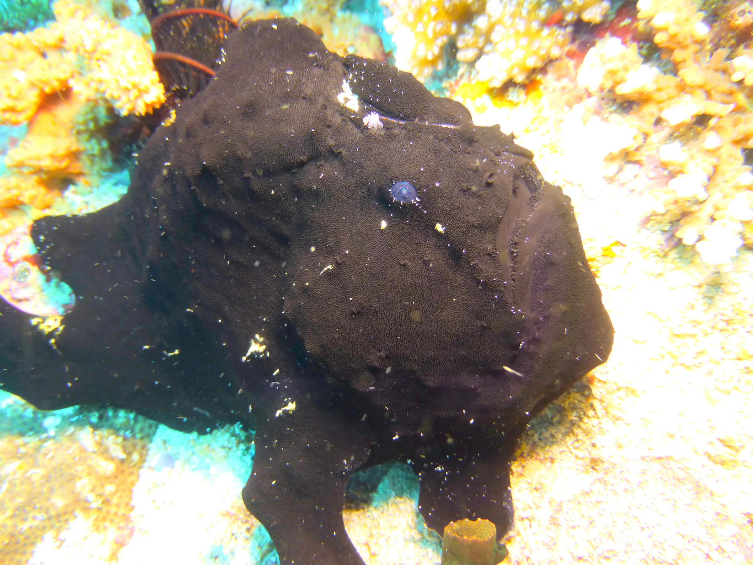 Frogfish, Philippines, 2014