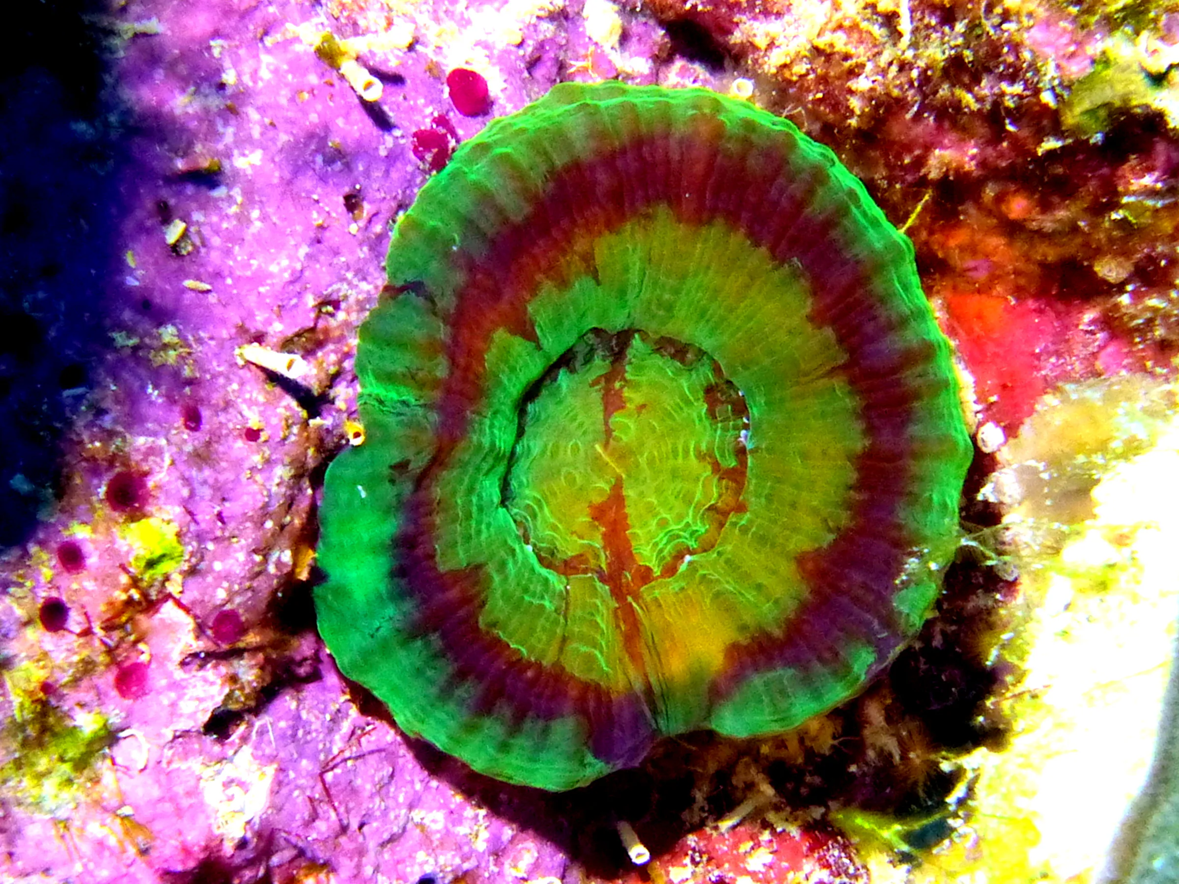 Bonaire underwater photograph, 2013