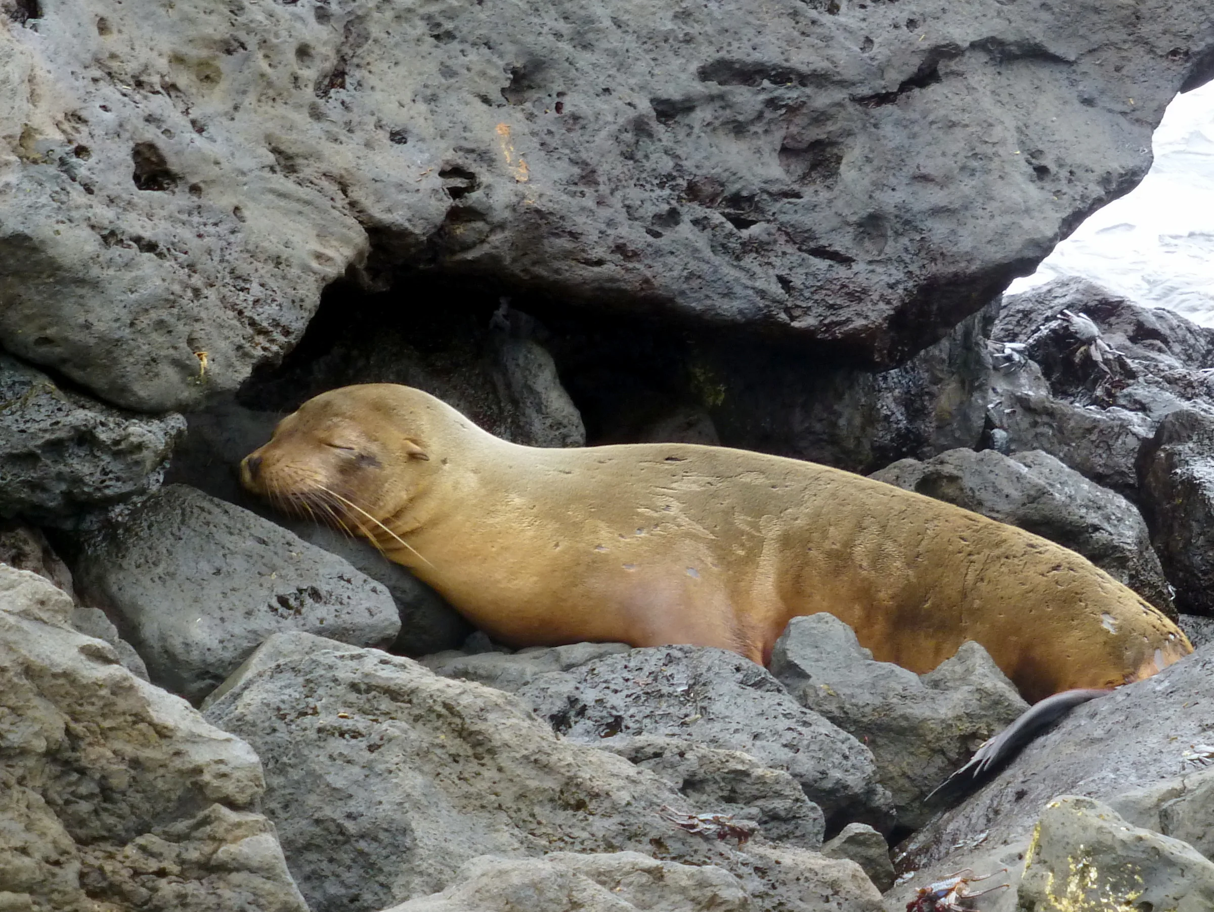 Back at the water's edge, a sea lion sleeps amid the volcanic rock.