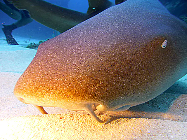 Underwater photograph by Joel Bergsma