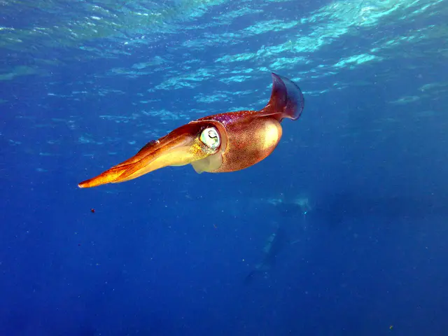 Underwater photograph by Joel Bergsma