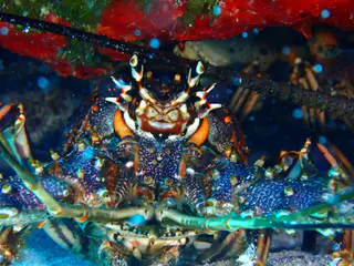 Underwater photograph by Joel Bergsma