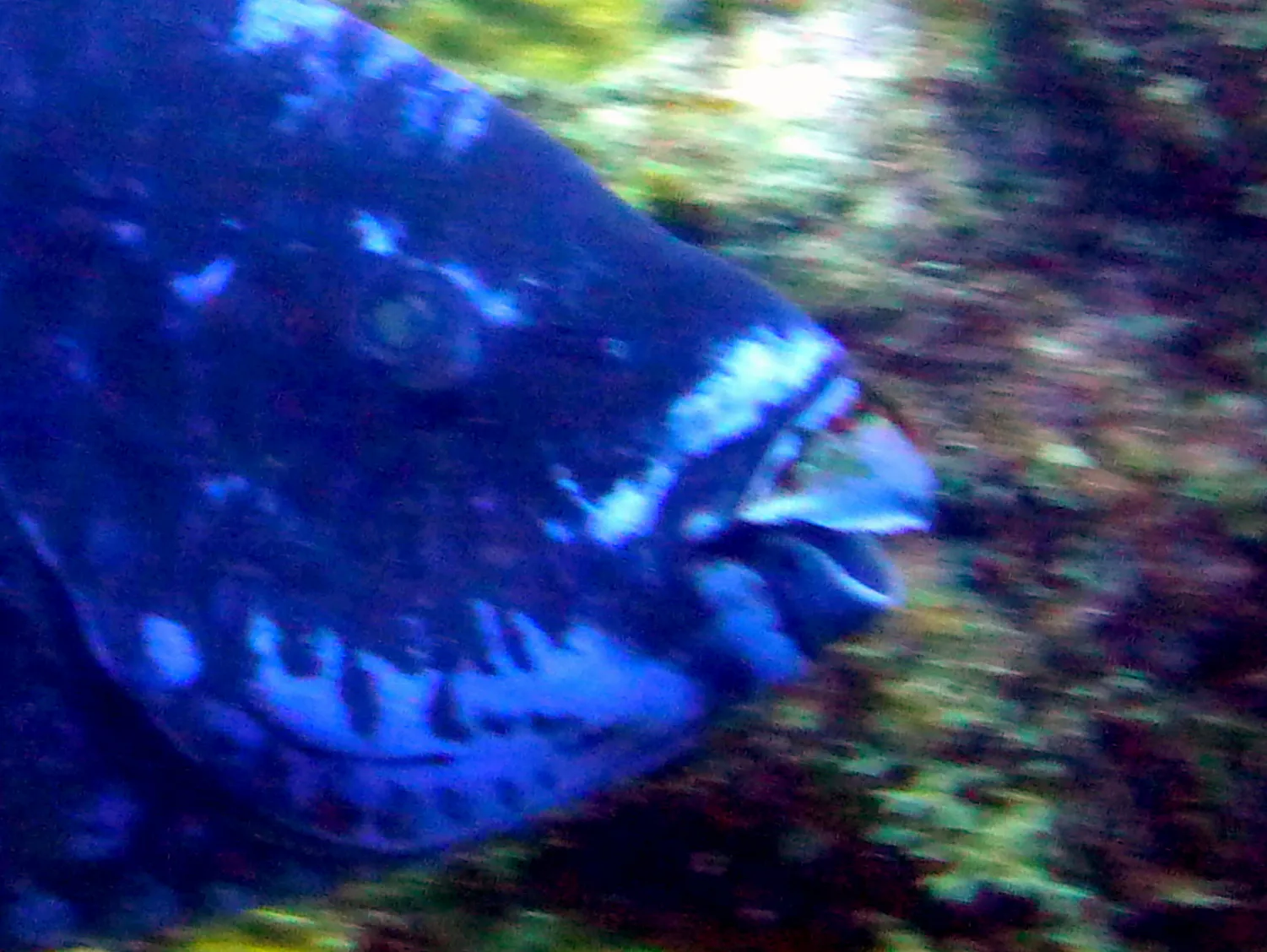 Parrotfish, Bonaire, 2013