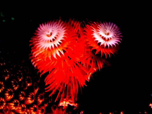 Underwater photograph by Joel Bergsma
