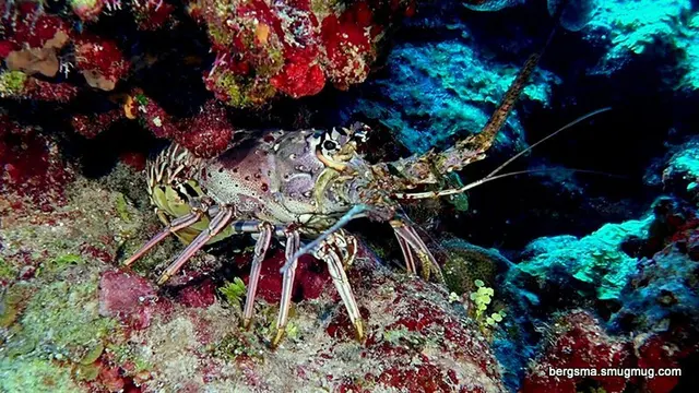 Underwater photograph by Joel Bergsma