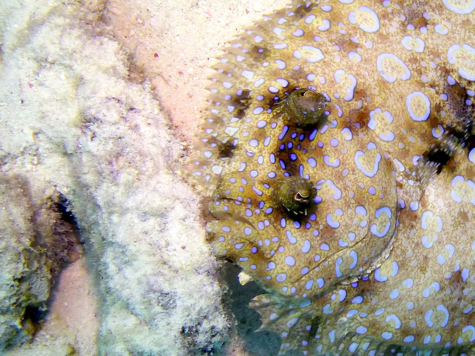 Flounder, Bonaire, 2013
