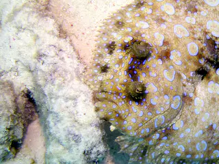 Underwater photograph by Joel Bergsma