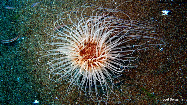 Underwater photograph by Joel Bergsma