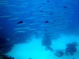 A school of barracuda is shaped like a tornado.