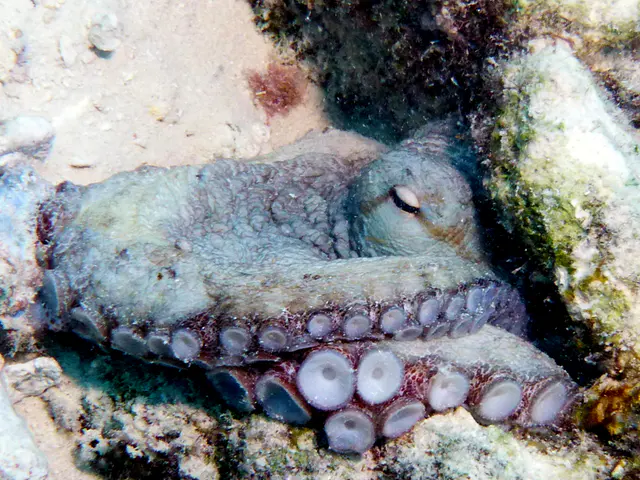 Underwater photograph by Joel Bergsma