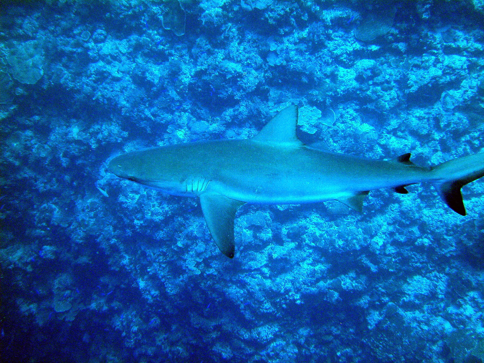 Grey reef shark.