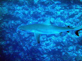 Grey reef shark.
