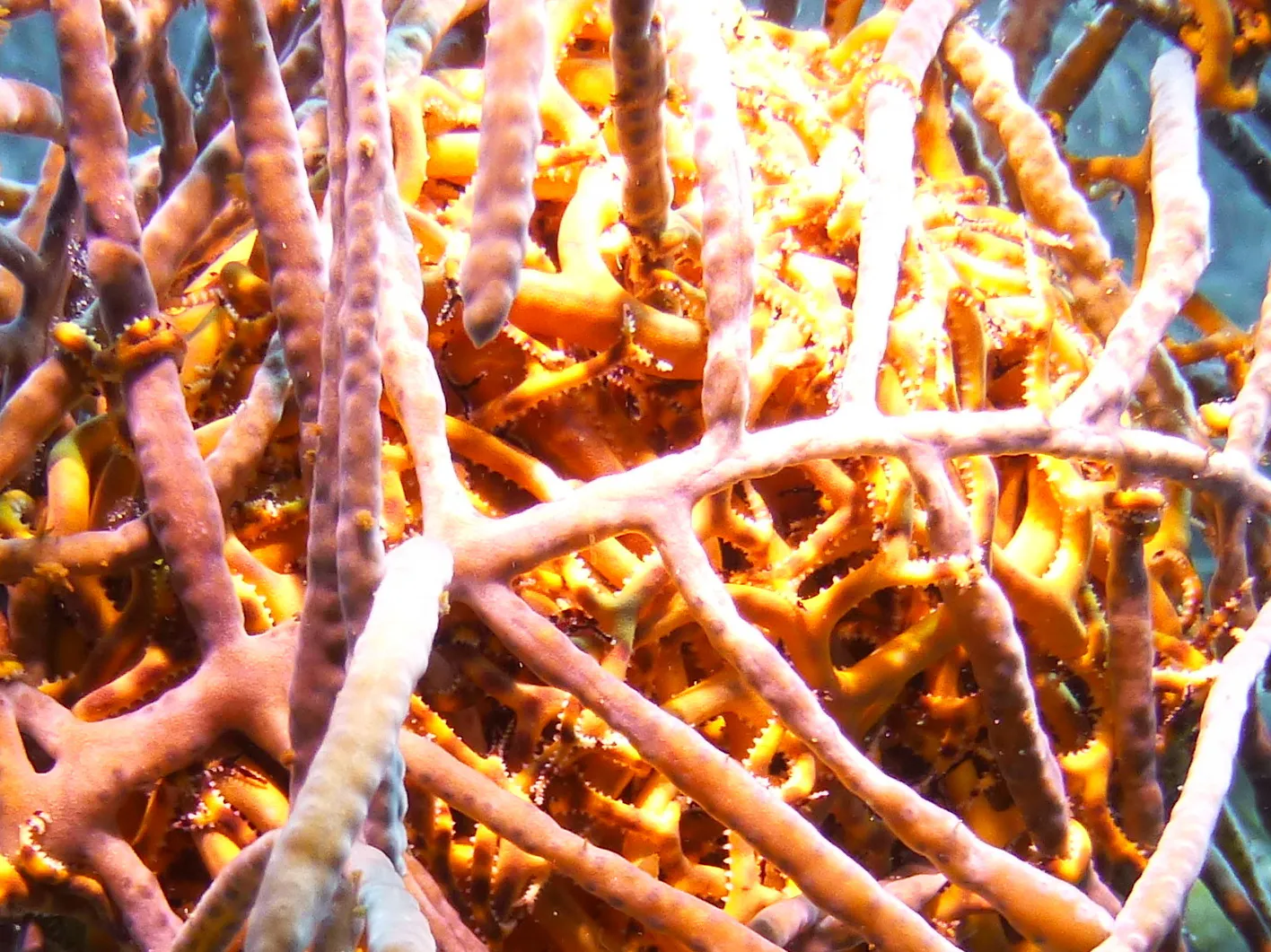Worm, Bonaire, 2013