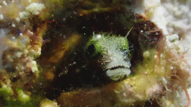Underwater photograph by Joel Bergsma