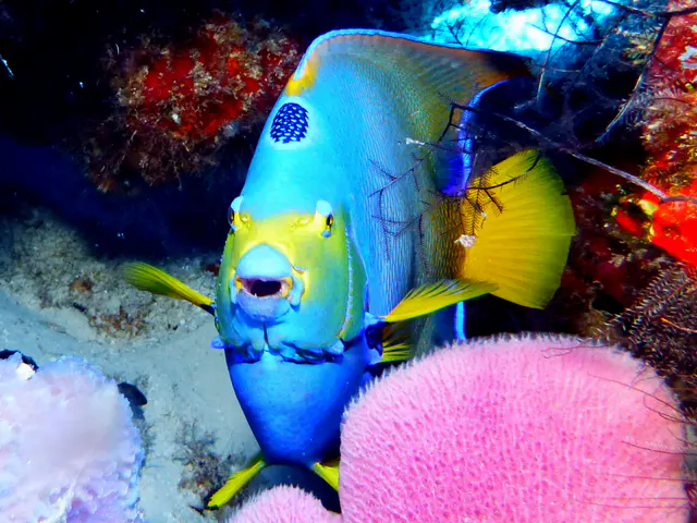 Underwater photograph by Joel Bergsma