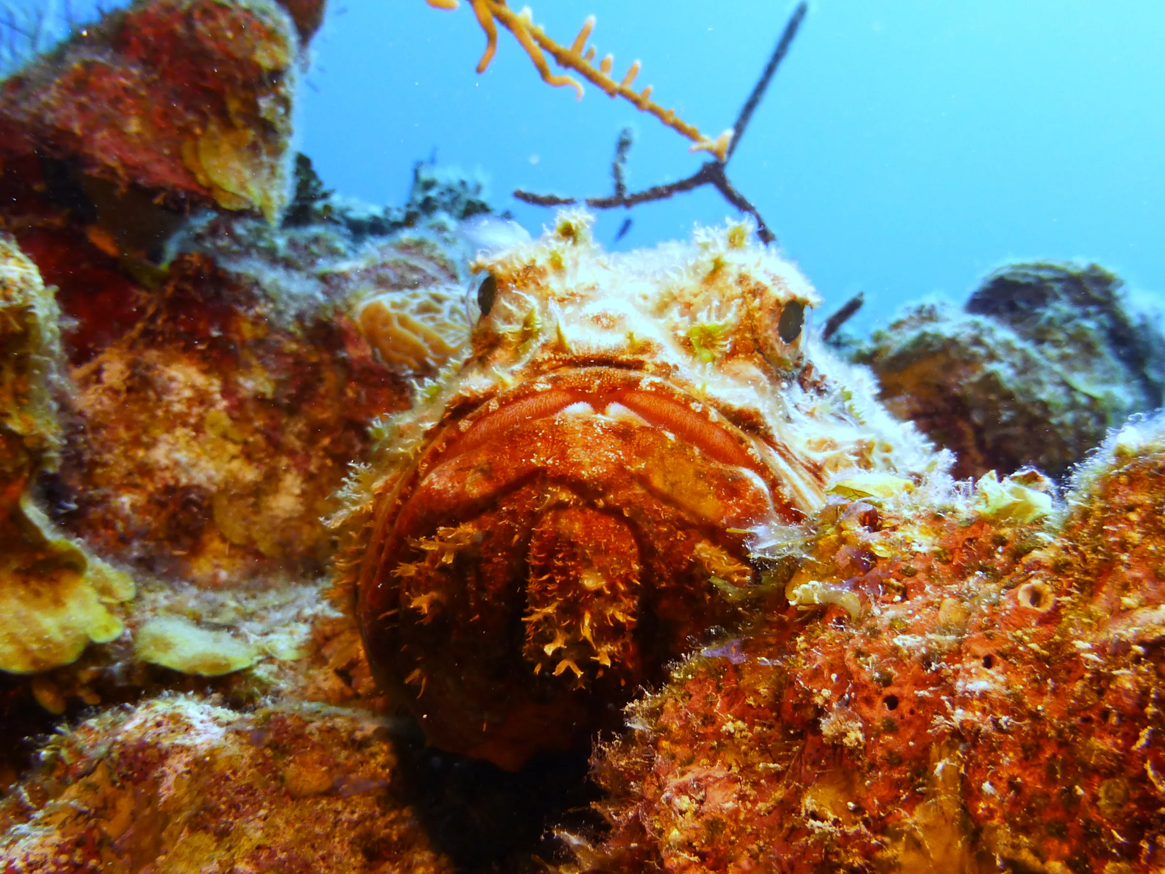 Scorpionfish, Belize, 2017
