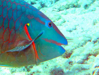 Underwater photograph by Joel Bergsma