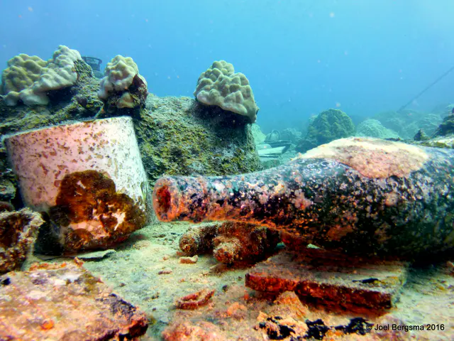 Underwater photograph by Joel Bergsma