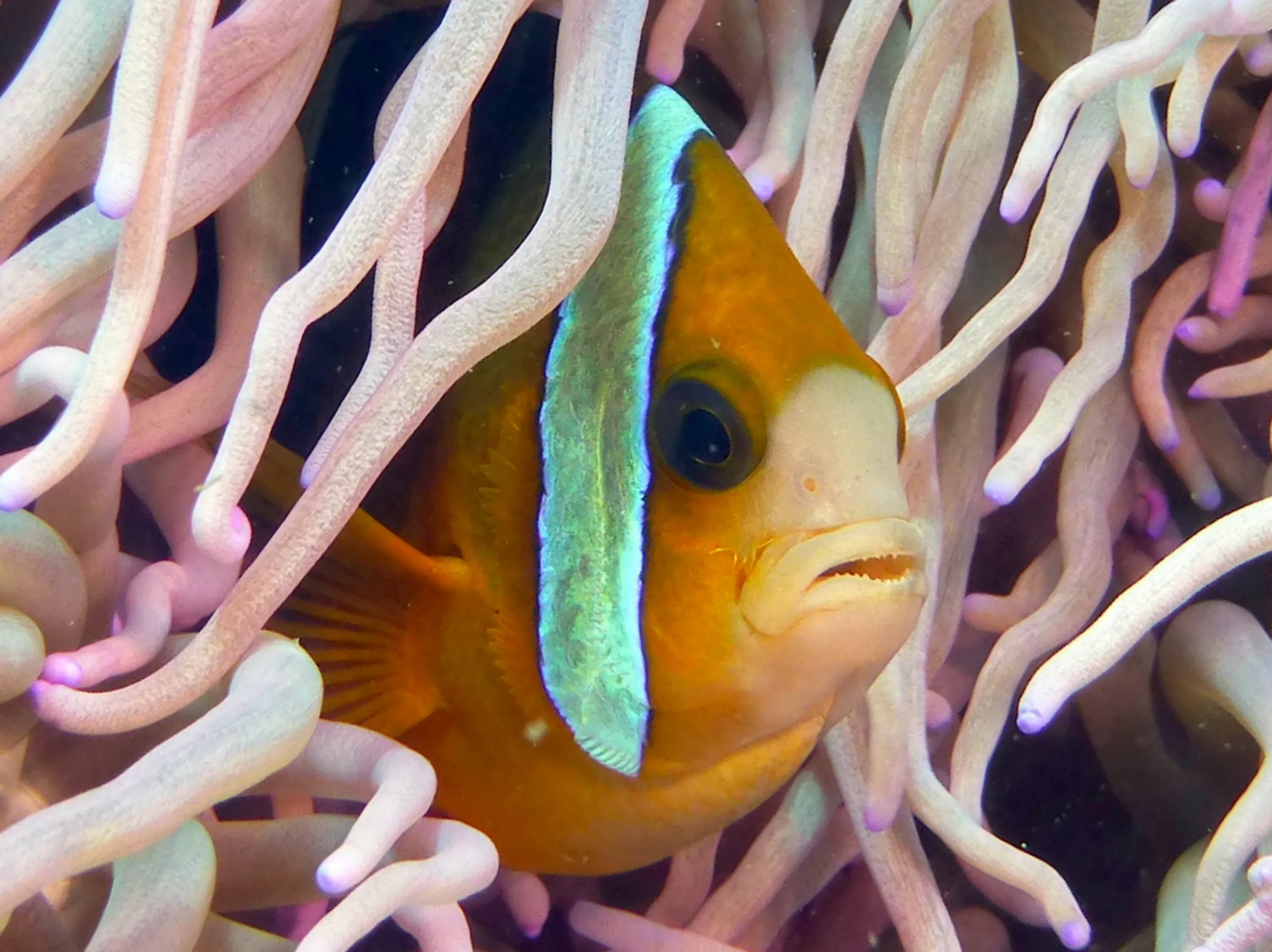 Anemonefish, Philippines, 2014