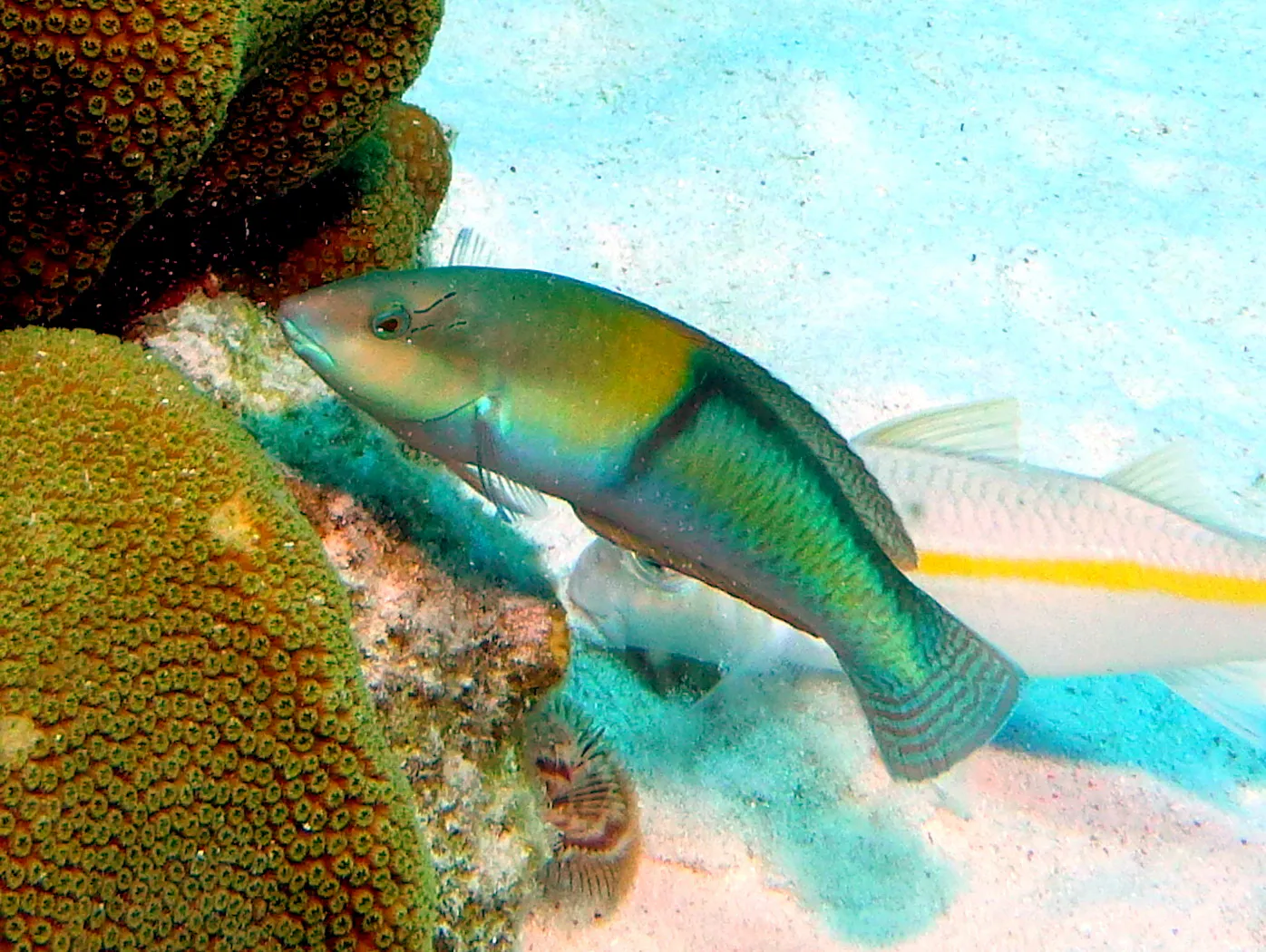 Wrasse, Bonaire, 2013