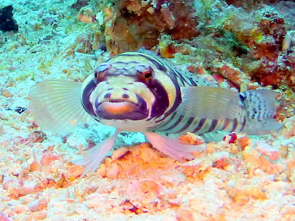 Lizardfish, Philippines, 2014