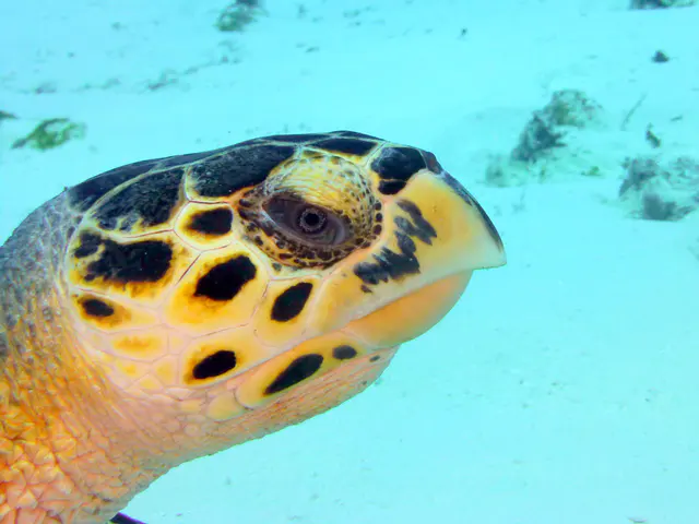 Underwater photograph by Joel Bergsma