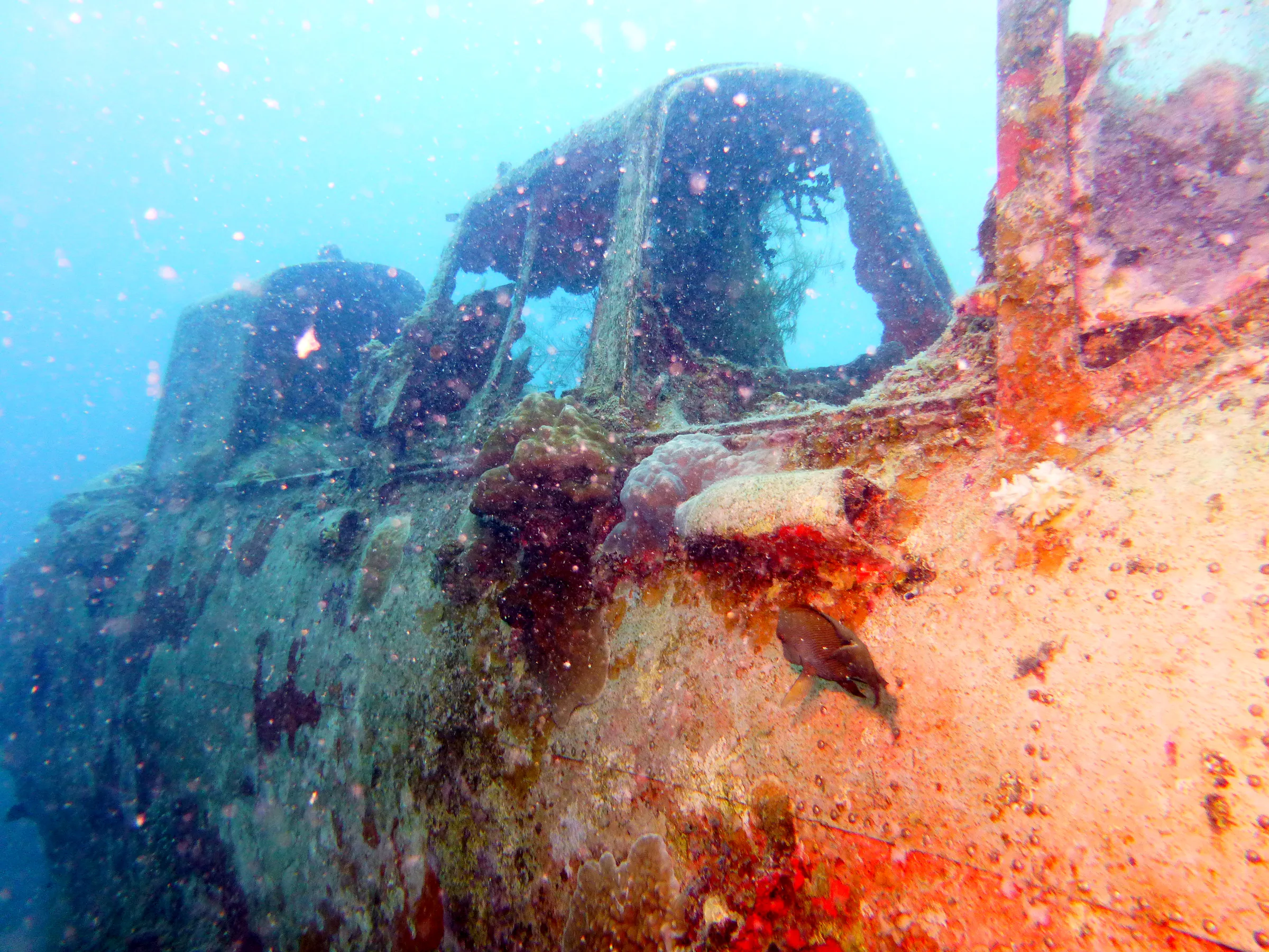 Palau underwater photograph, 2013