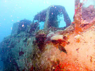 Underwater photograph by Joel Bergsma