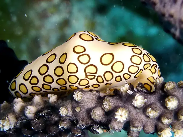 Flamingo Tongue Snail