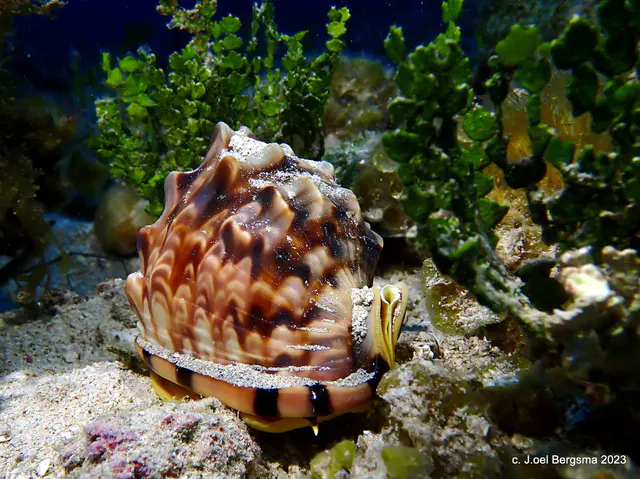 Underwater photograph by Joel Bergsma