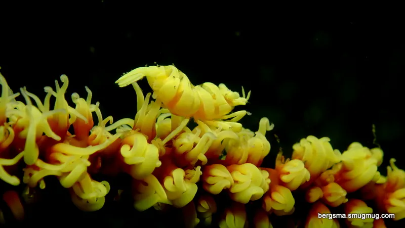Philippines underwater photograph, 2019