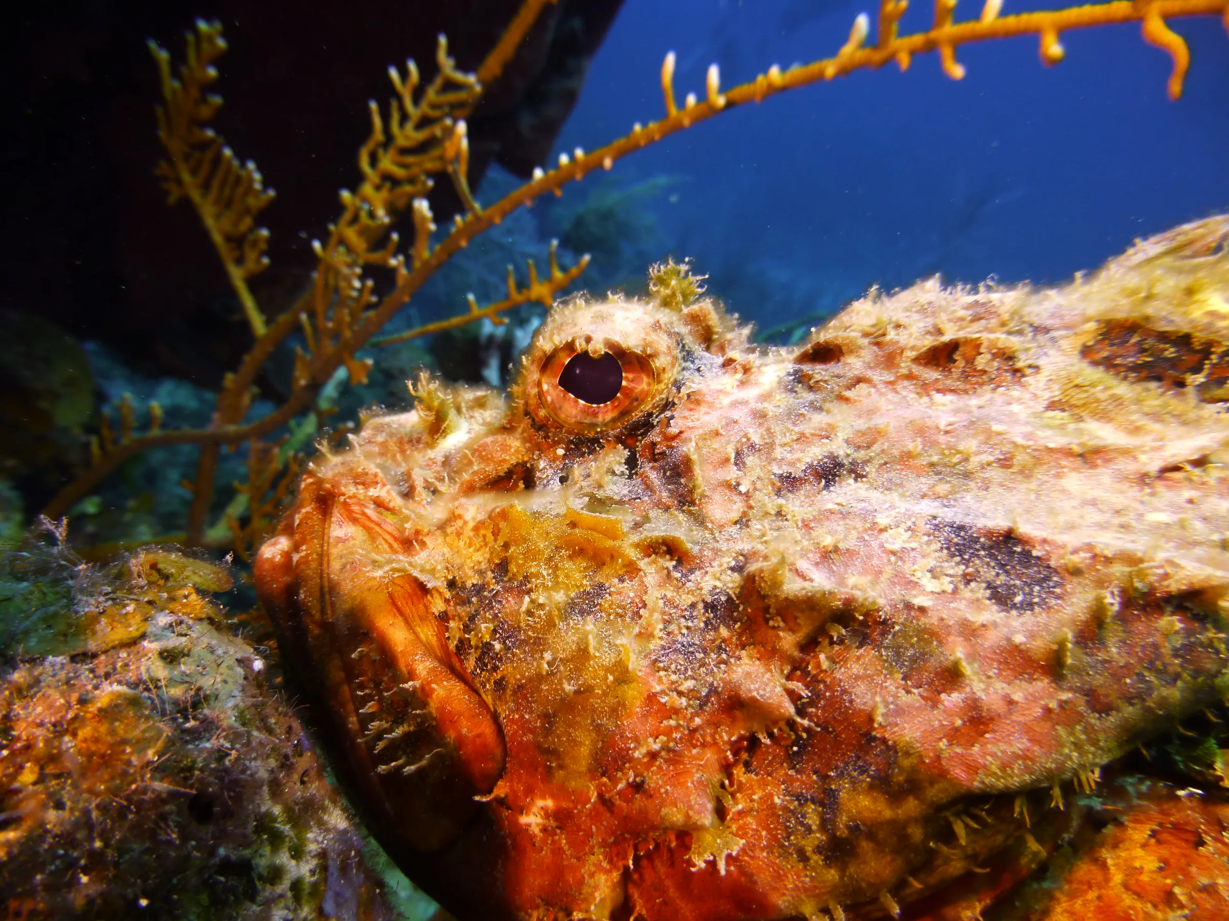 Scorpionfish, Belize, 2017