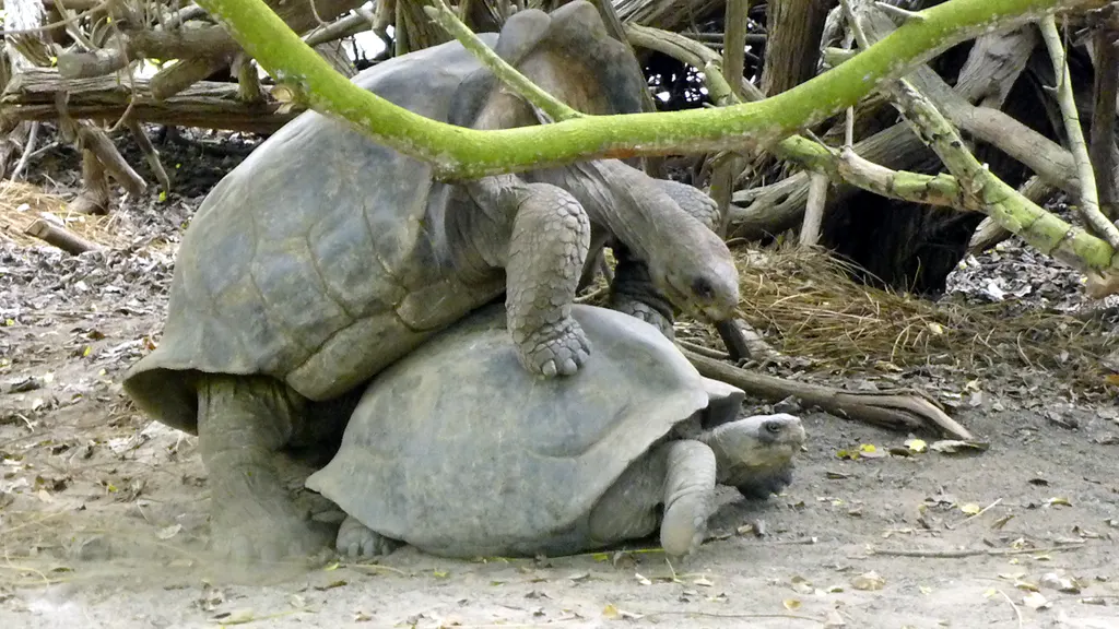 Giant Tortoises mating