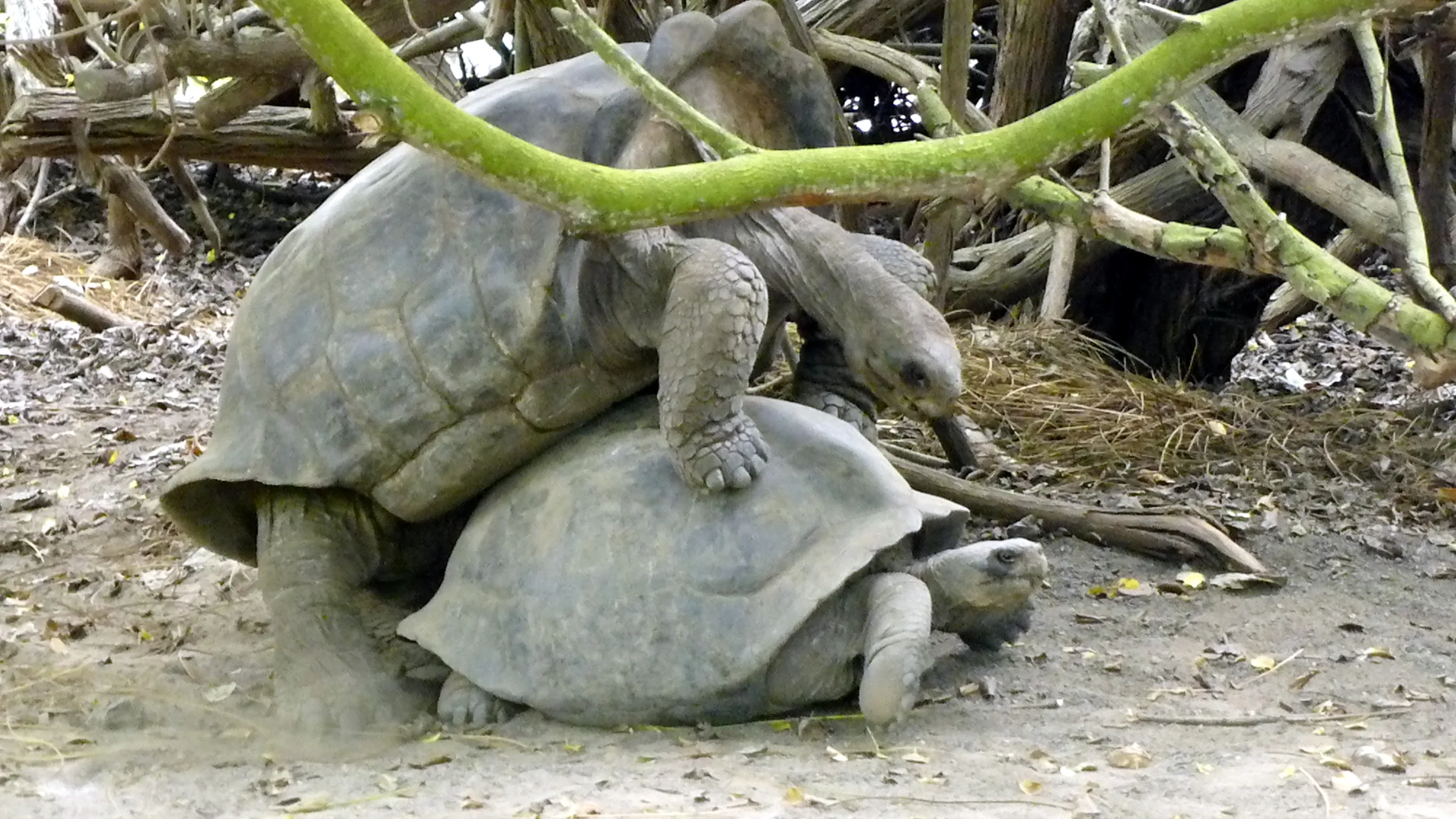 Giant Tortoises mating