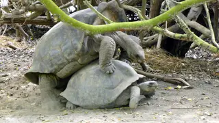 Giant Tortoises mating