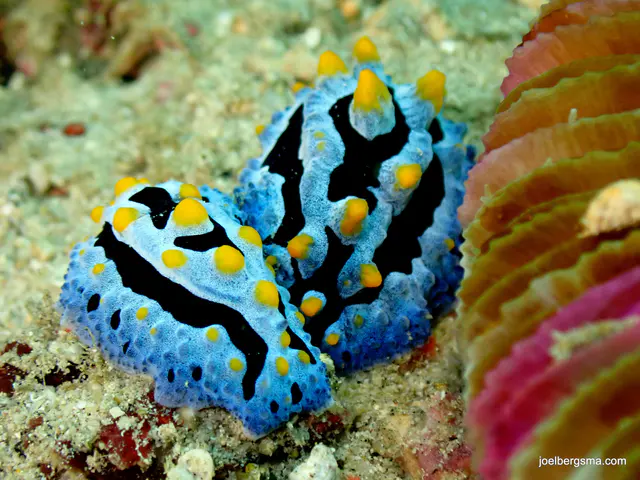 Underwater photograph by Joel Bergsma