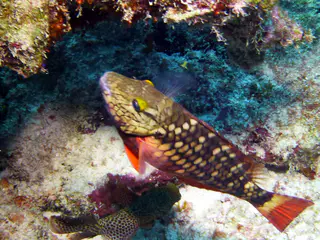 Underwater photograph by Joel Bergsma