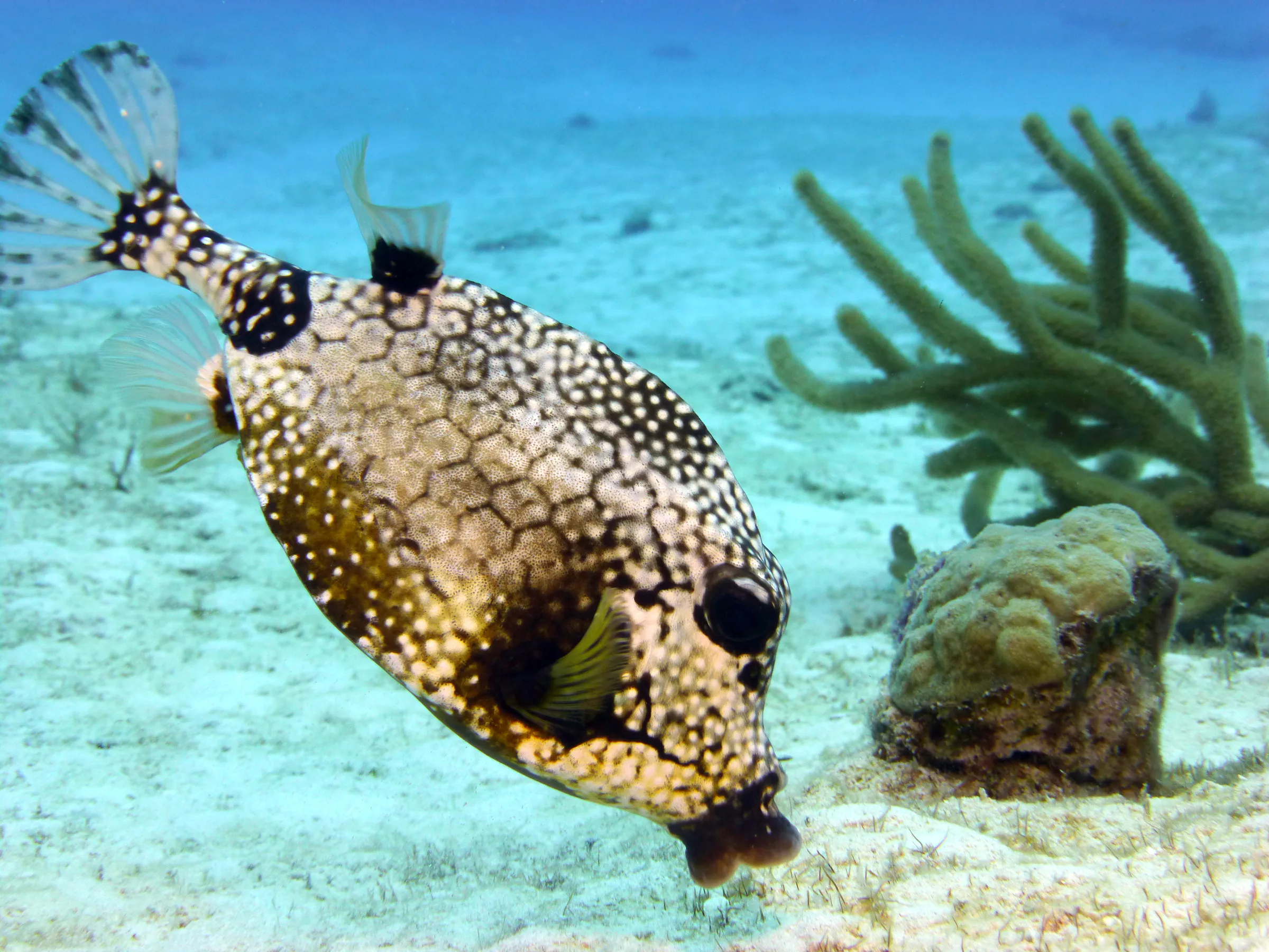 Smooth Trunkfish, Cozumel, 2014