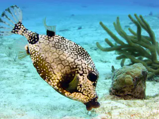 Underwater photograph by Joel Bergsma