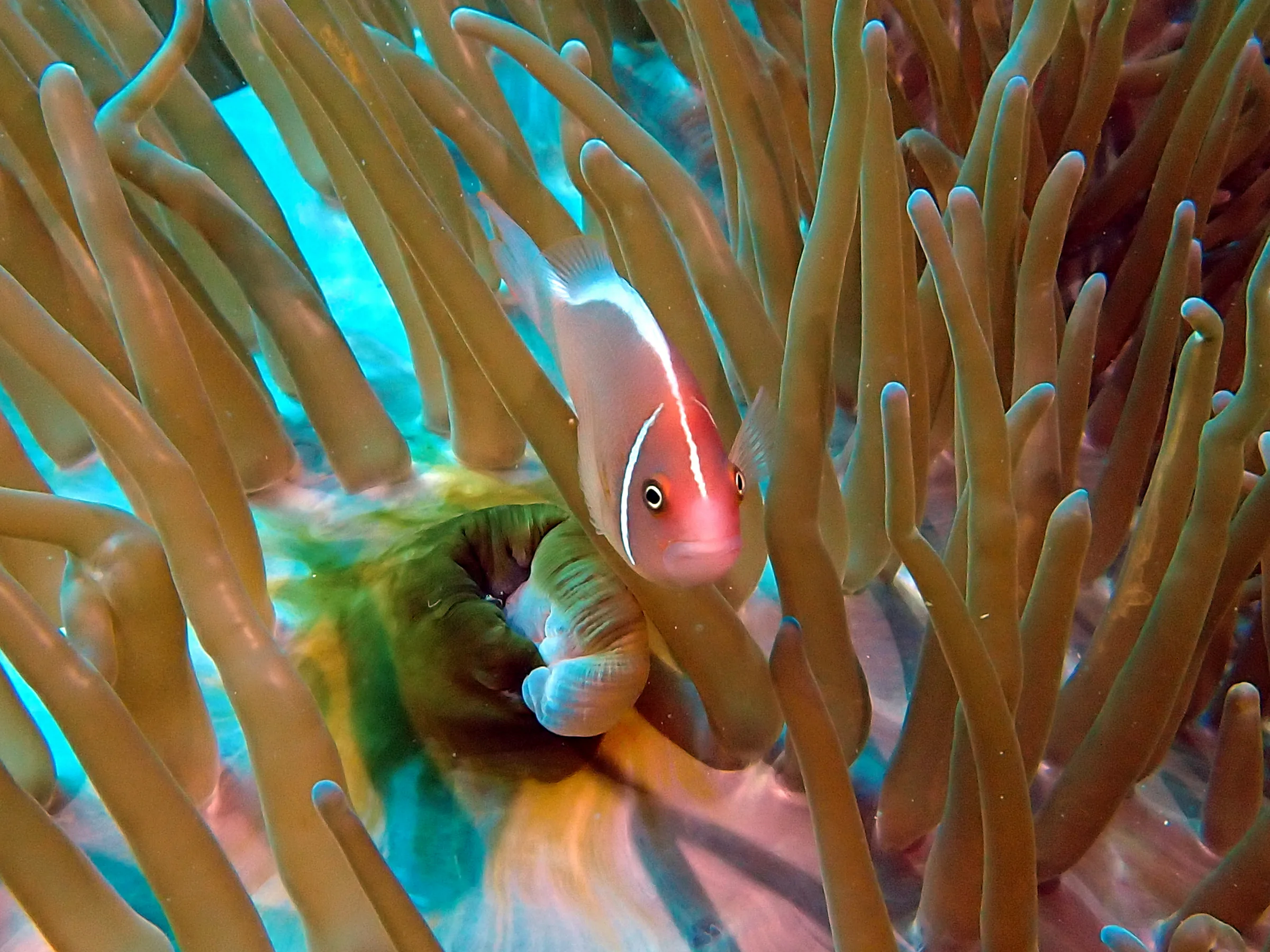 Philippines underwater photograph, 2024
