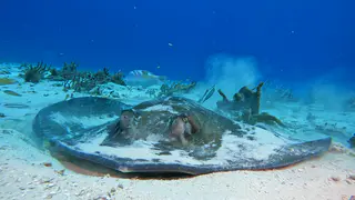 Underwater photograph by Joel Bergsma