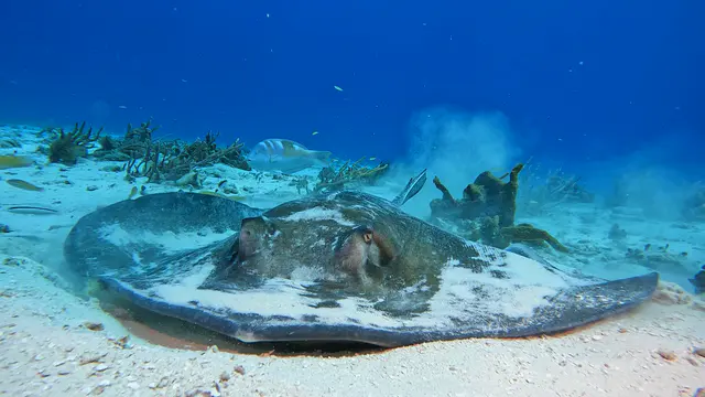 Underwater photograph by Joel Bergsma