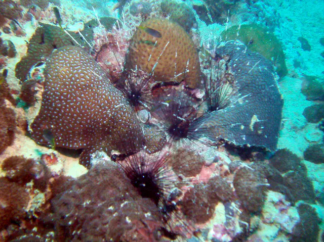 Colony of black sea urchins on the ship's deck.   We don't want to run into these in the dark cargo holds!