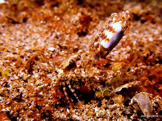 Crab carries upraised another Crab