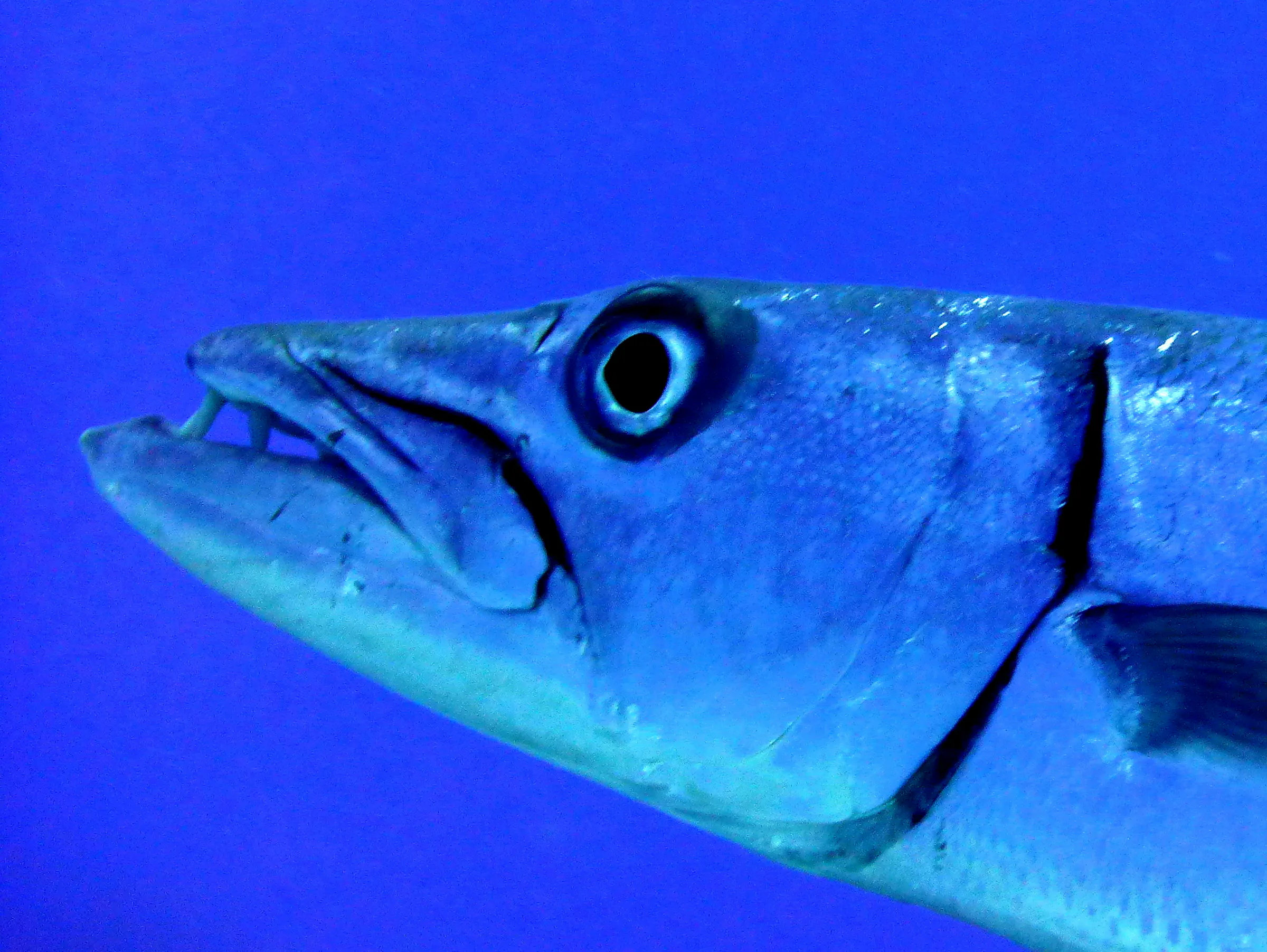 Great Barracuda, Cayman Islands, 2014
