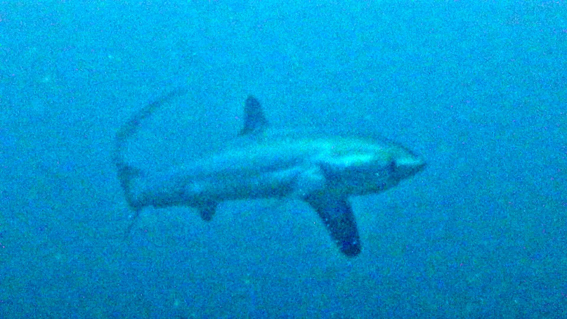 Thresher Shark, Philippines, 2015