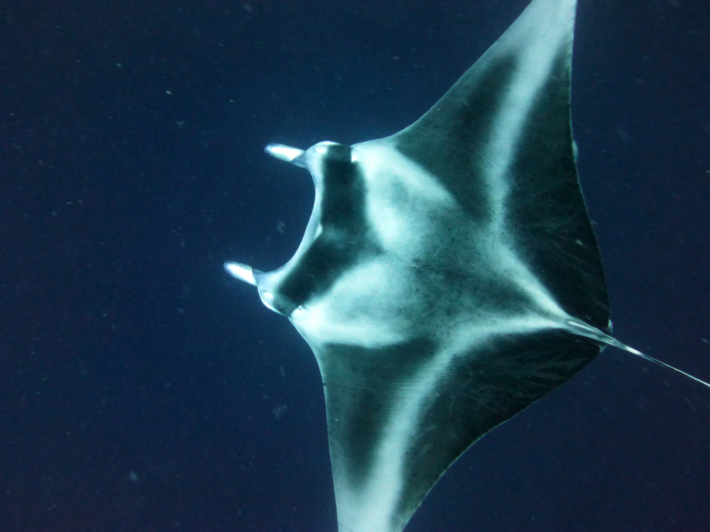 Manta Ray, Palau, 2013