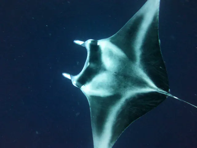 Underwater photograph by Joel Bergsma