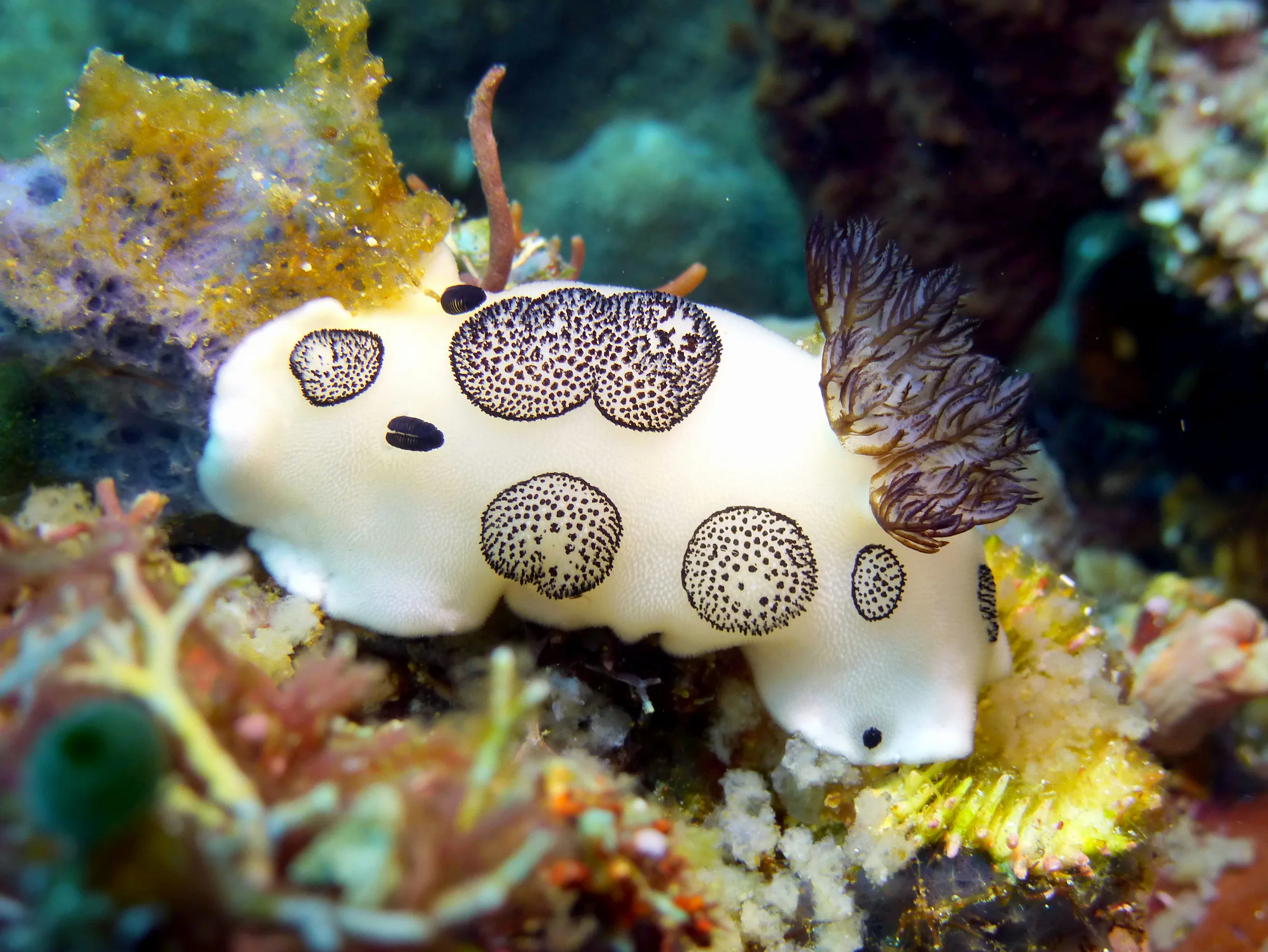 Nudibranch, Philippines, 2014