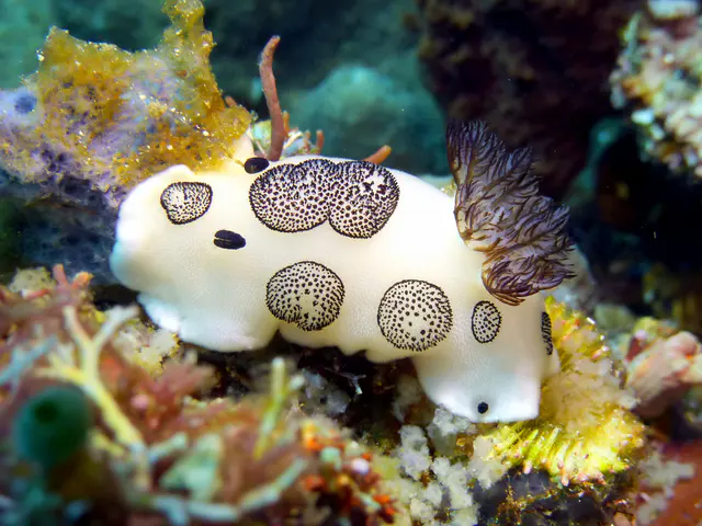 Underwater photograph by Joel Bergsma